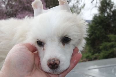 des Trésors des Petites Collines - Chien chinois à crête - Portée née le 16/01/2022