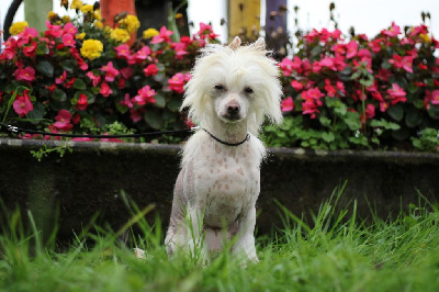 des Trésors des Petites Collines - Chien chinois à crête - Portée née le 12/05/2024