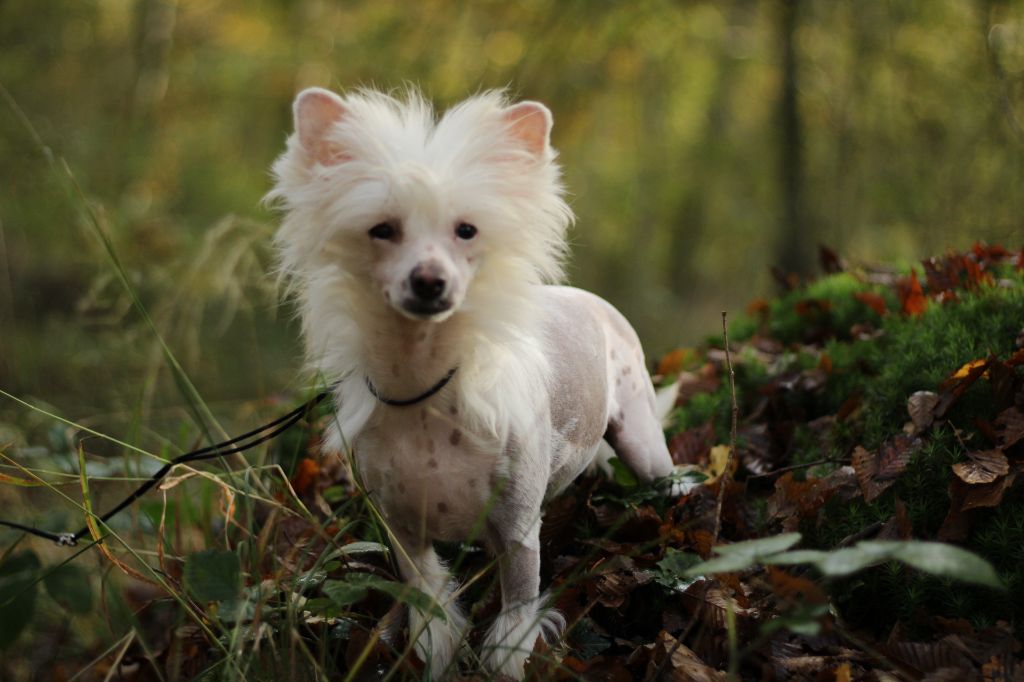 des Trésors des Petites Collines - Chiot disponible  - Chien chinois à crête