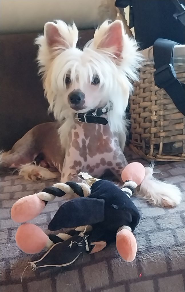 Pets High Urumqi