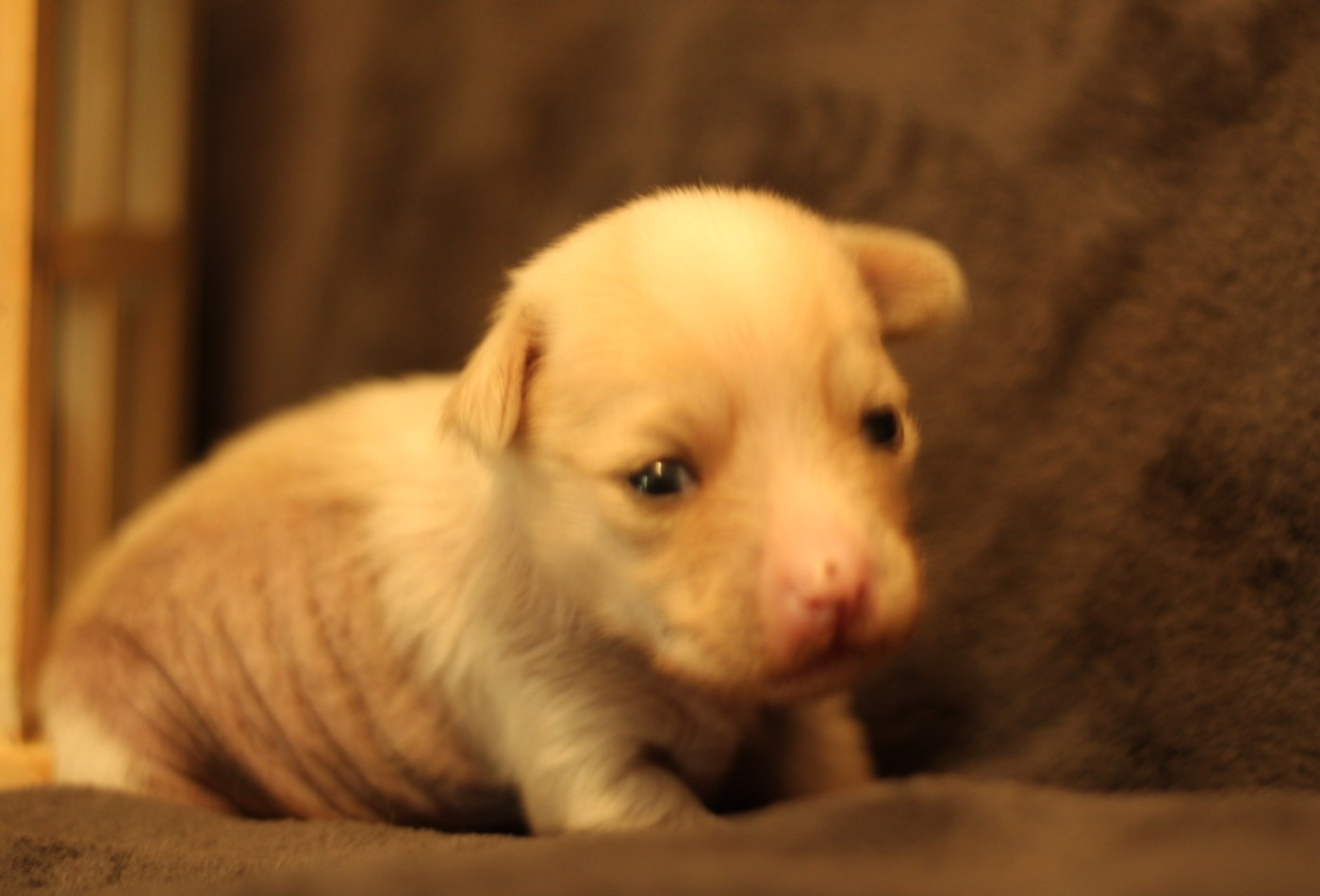 des Trésors des Petites Collines - Chiots disponibles - Chien chinois à crête