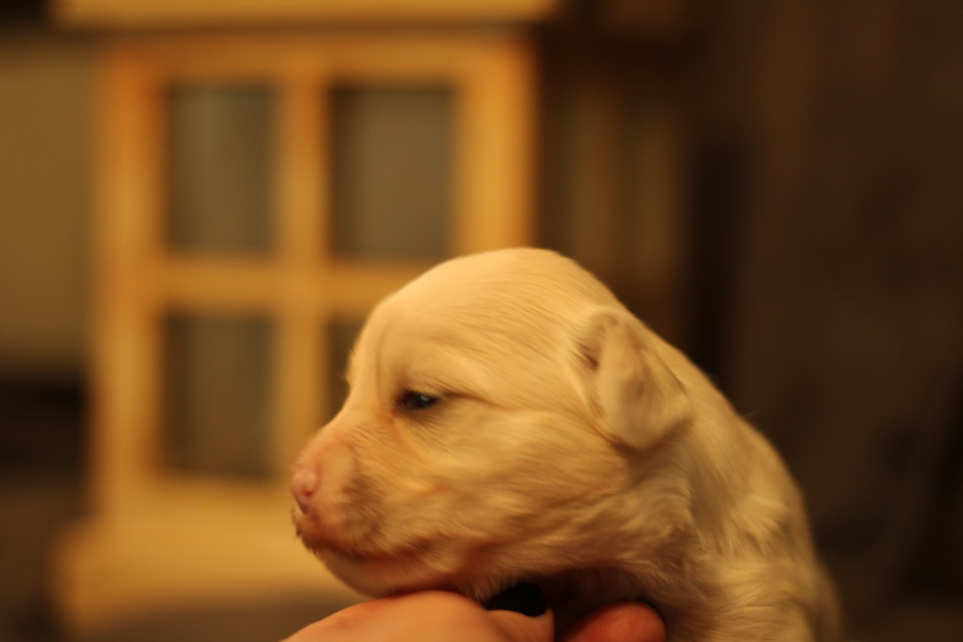 des Trésors des Petites Collines - Chiots disponibles - Chien chinois à crête