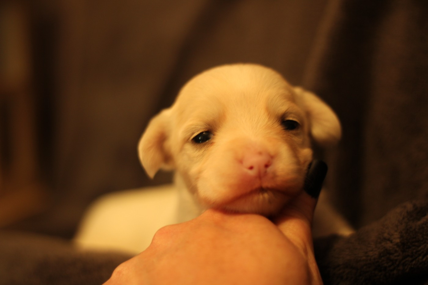 des Trésors des Petites Collines - Chiots disponibles - Chien chinois à crête