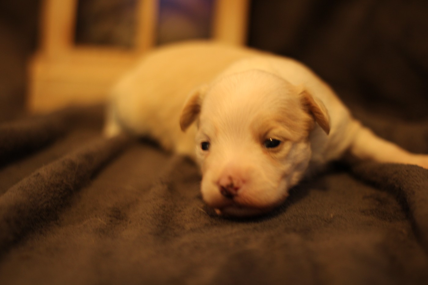 des Trésors des Petites Collines - Chiots disponibles - Chien chinois à crête