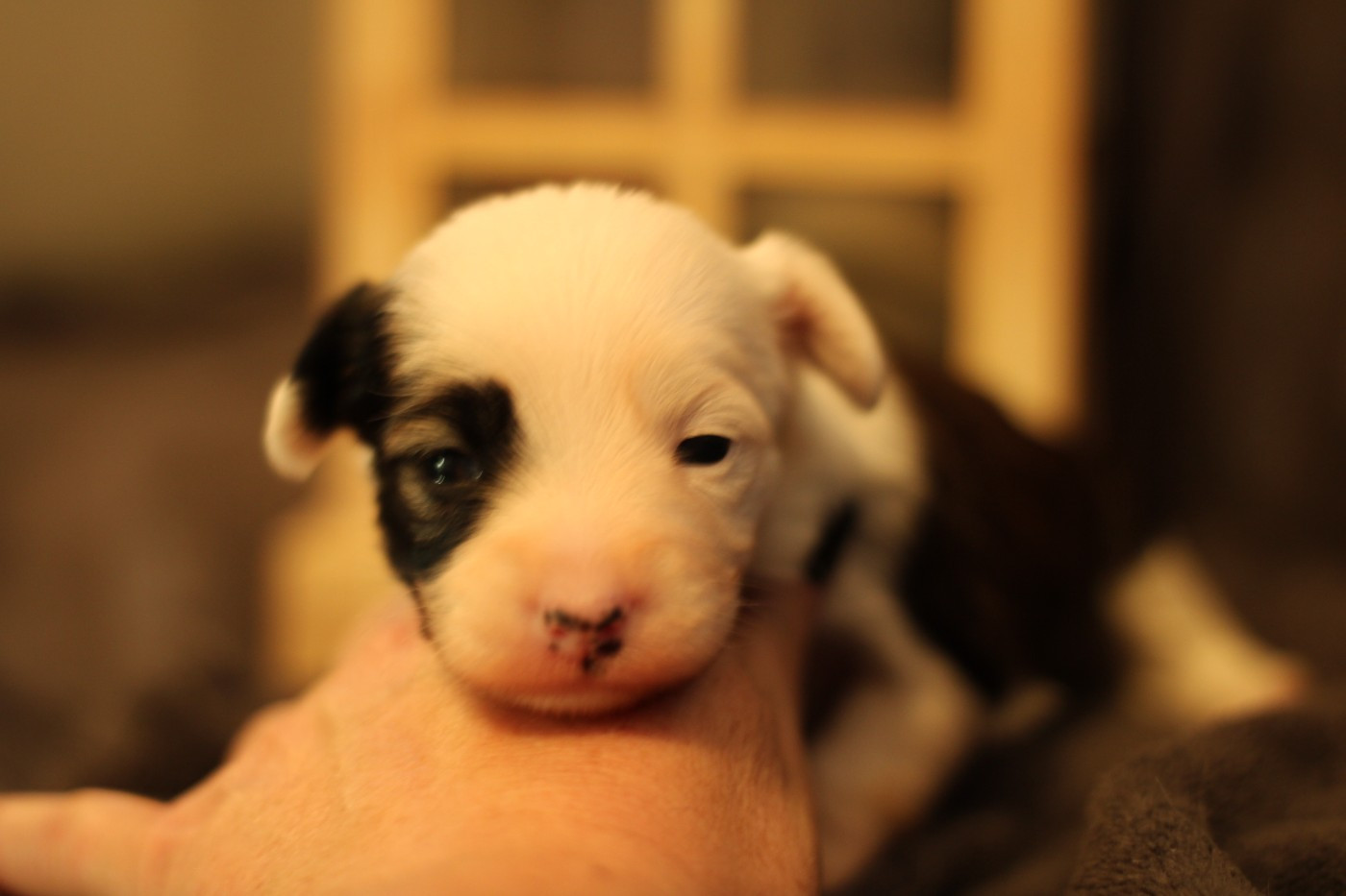 des Trésors des Petites Collines - Chiots disponibles - Chien chinois à crête