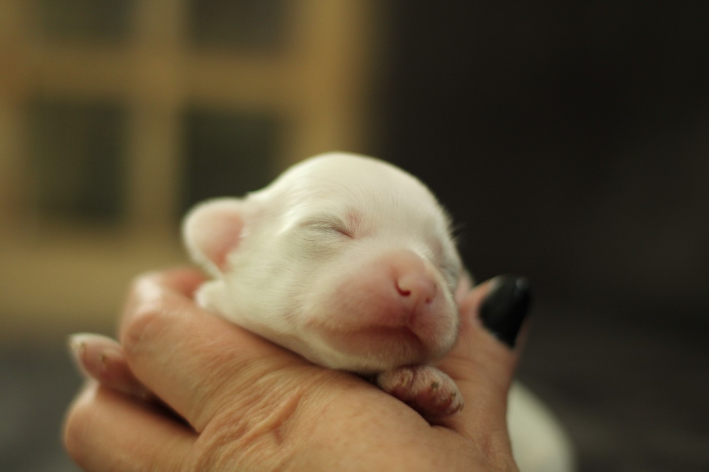 des Trésors des Petites Collines - Chiots disponibles - Chien chinois à crête