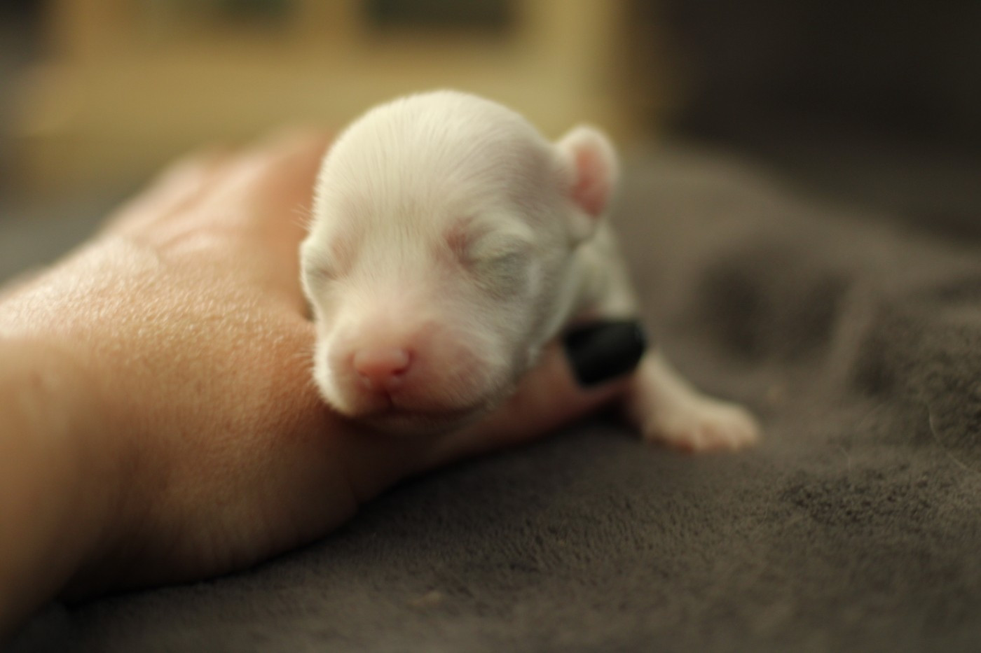 des Trésors des Petites Collines - Chiots disponibles - Chien chinois à crête