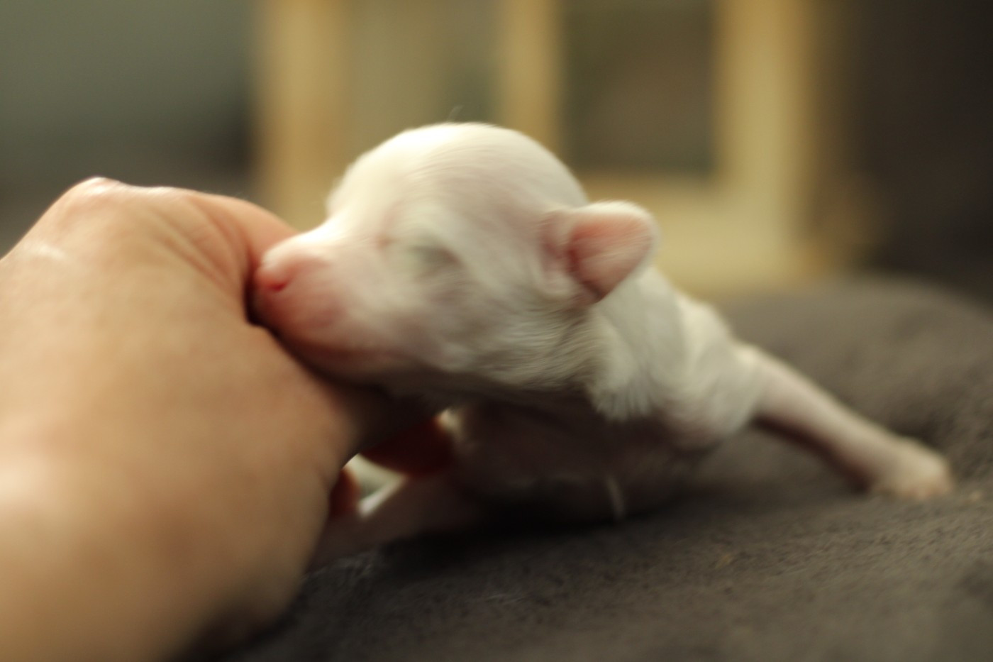 des Trésors des Petites Collines - Chiots disponibles - Chien chinois à crête