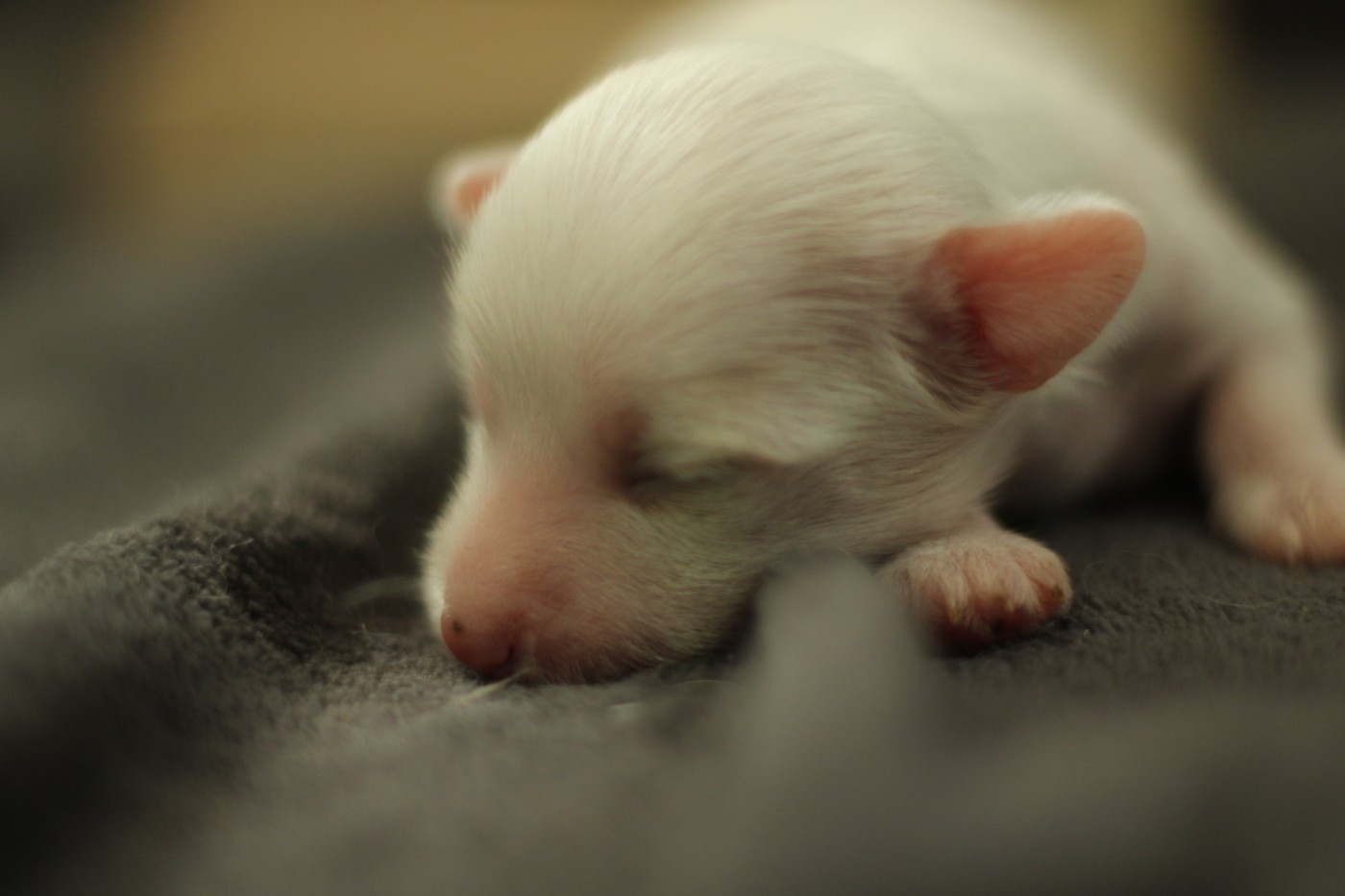 des Trésors des Petites Collines - Chiots disponibles - Chien chinois à crête