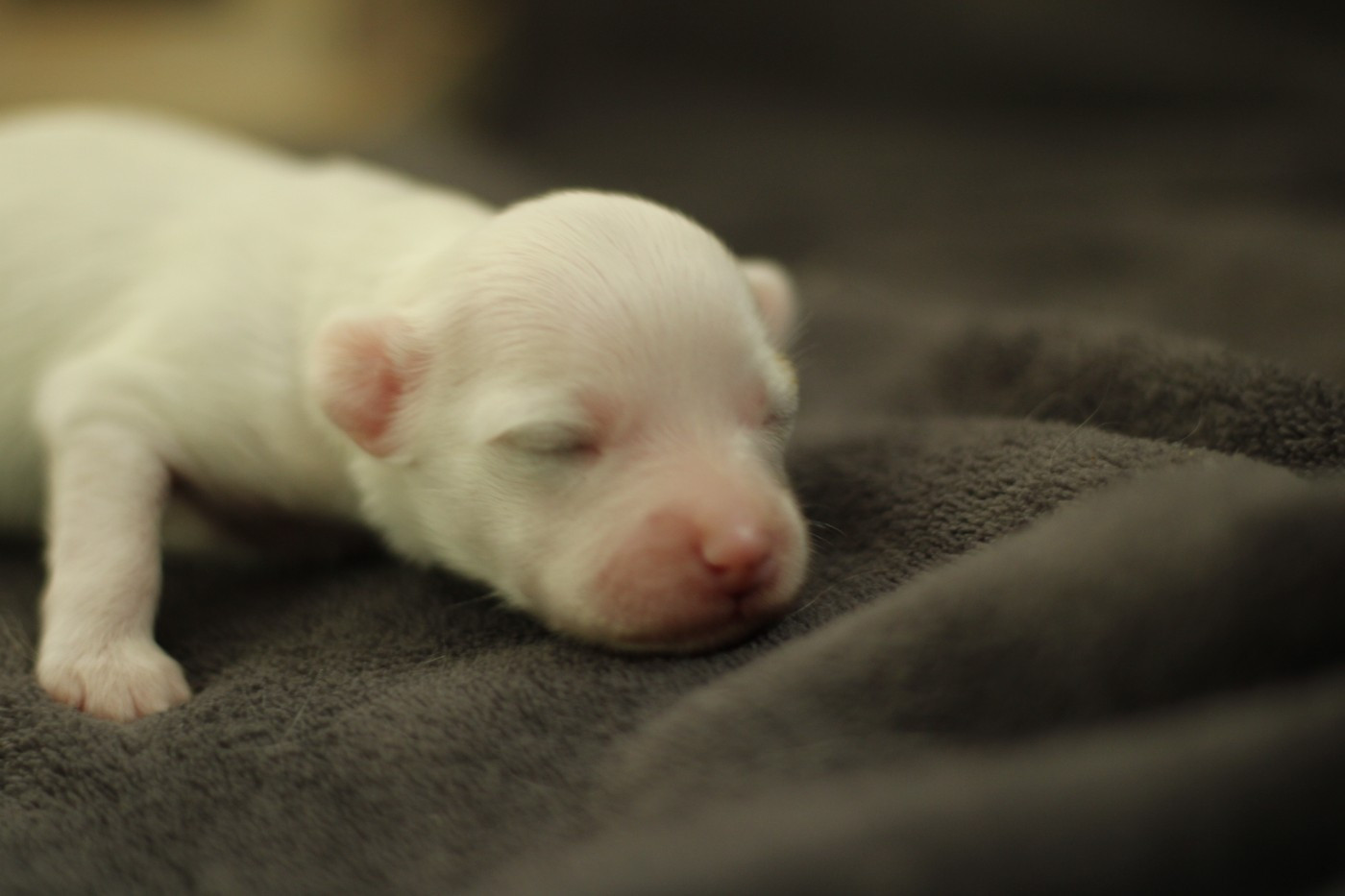 des Trésors des Petites Collines - Chiots disponibles - Chien chinois à crête