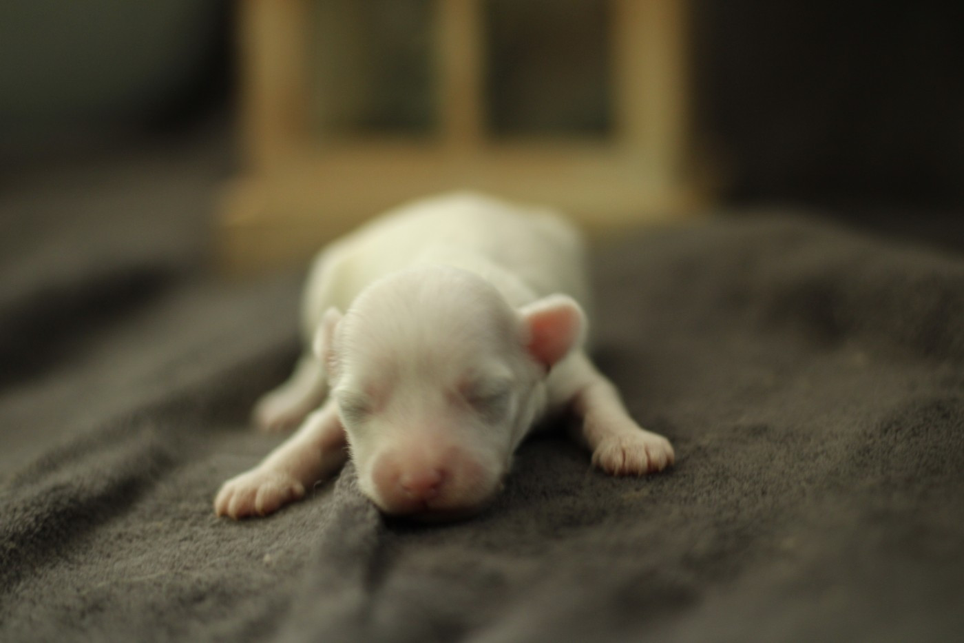 des Trésors des Petites Collines - Chiots disponibles - Chien chinois à crête