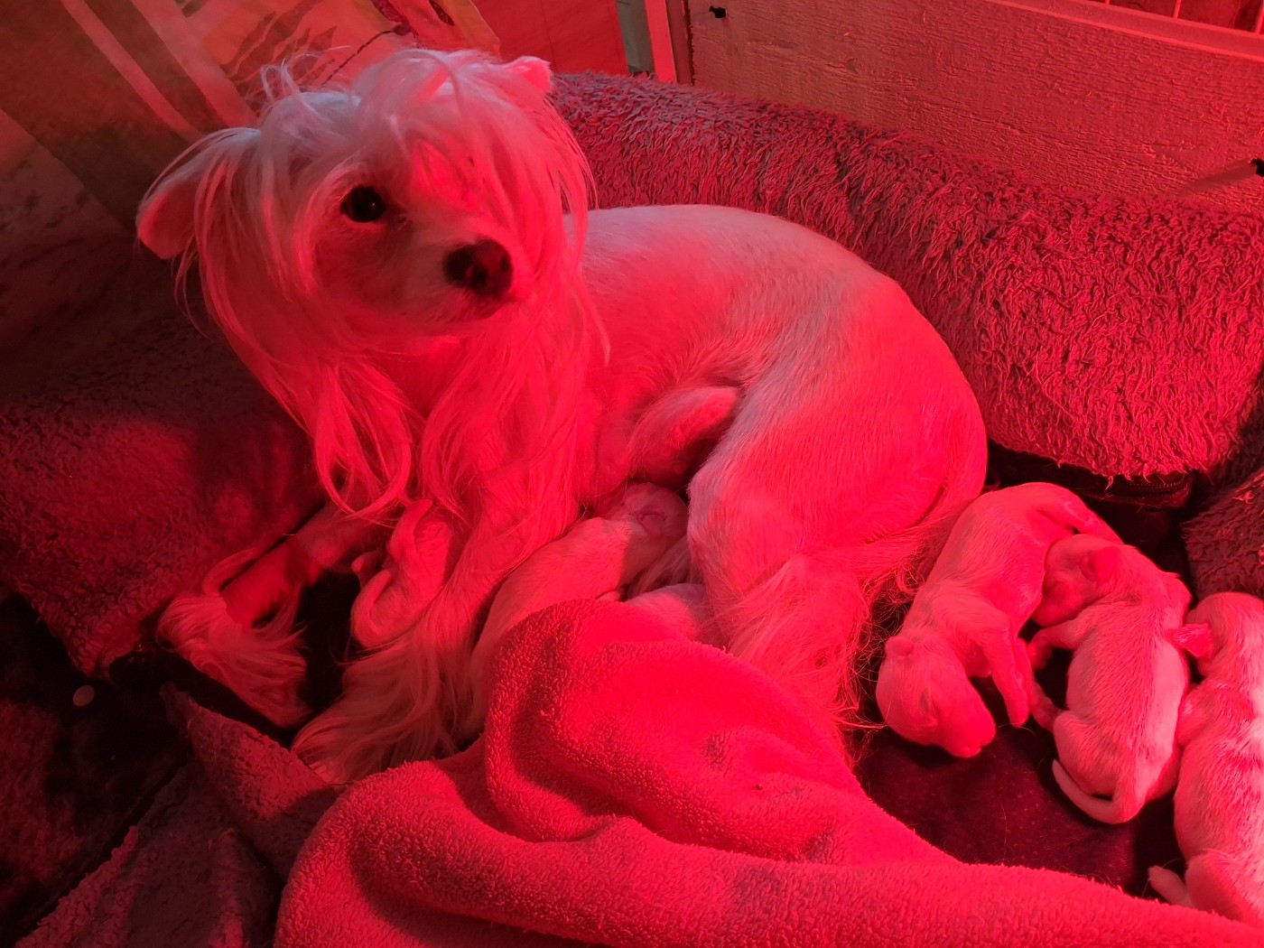 des Trésors des Petites Collines - Chien chinois à crête - Portée née le 21/10/2025