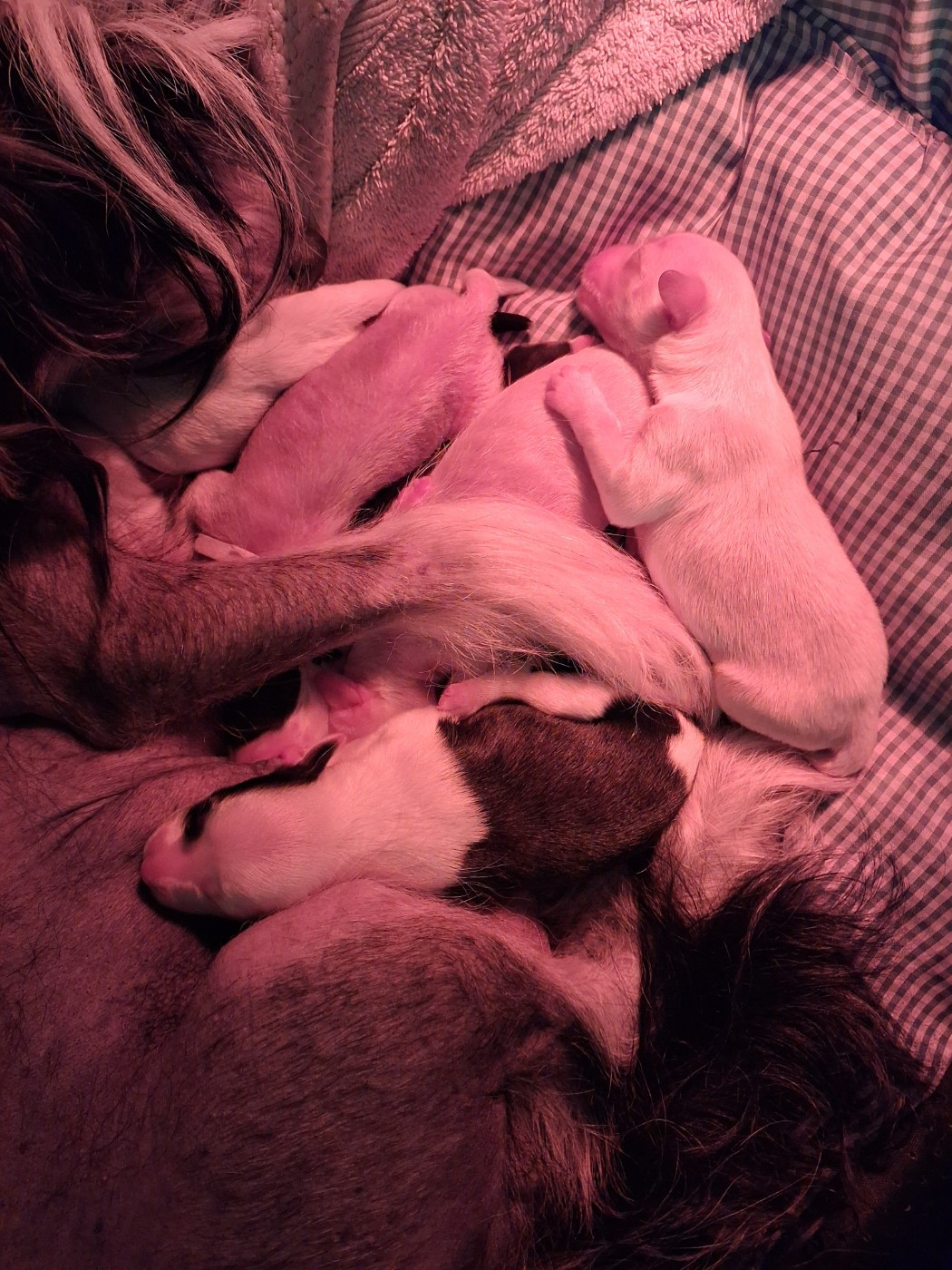 des Trésors des Petites Collines - Chien chinois à crête - Portée née le 12/10/2025