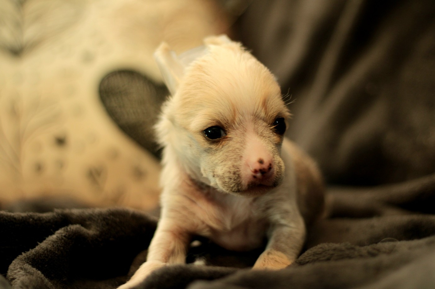 des Trésors des Petites Collines - Chiots disponibles - Chien chinois à crête