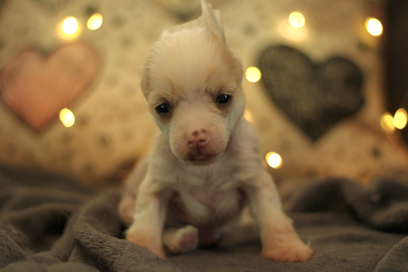 des Trésors des Petites Collines - Chiots disponibles - Chien chinois à crête