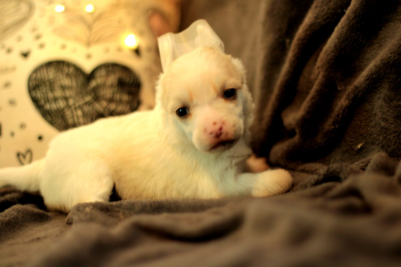 des Trésors des Petites Collines - Chiots disponibles - Chien chinois à crête