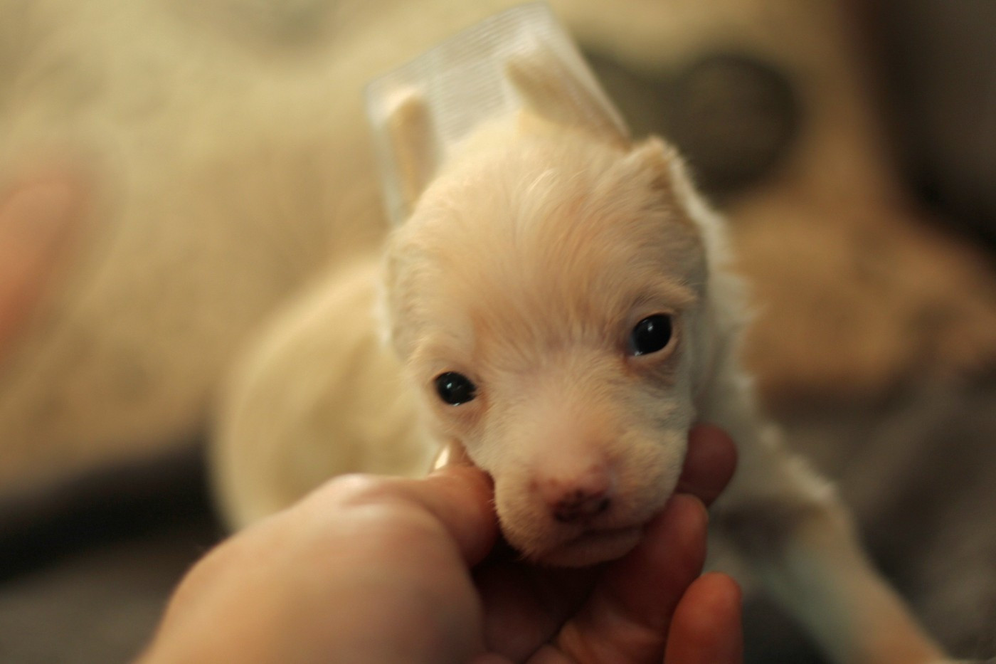 des Trésors des Petites Collines - Chiots disponibles - Chien chinois à crête