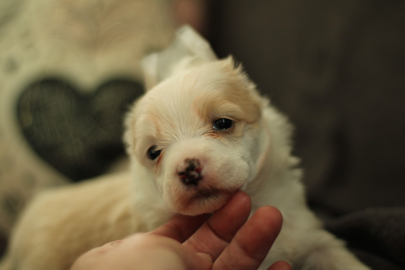 des Trésors des Petites Collines - Chiots disponibles - Chien chinois à crête