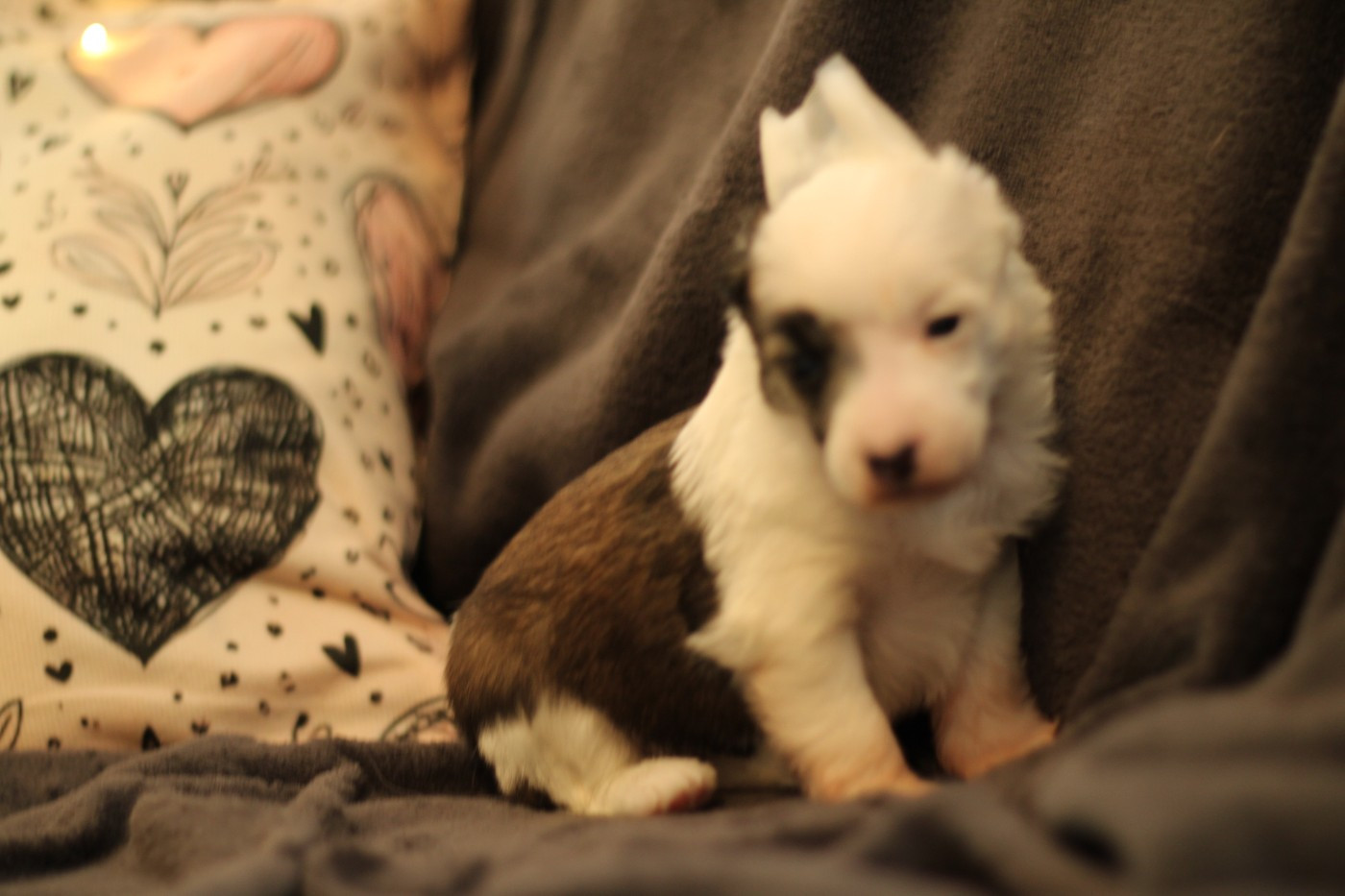 des Trésors des Petites Collines - Chiots disponibles - Chien chinois à crête