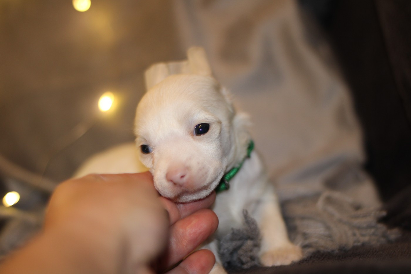 des Trésors des Petites Collines - Chiots disponibles - Chien chinois à crête