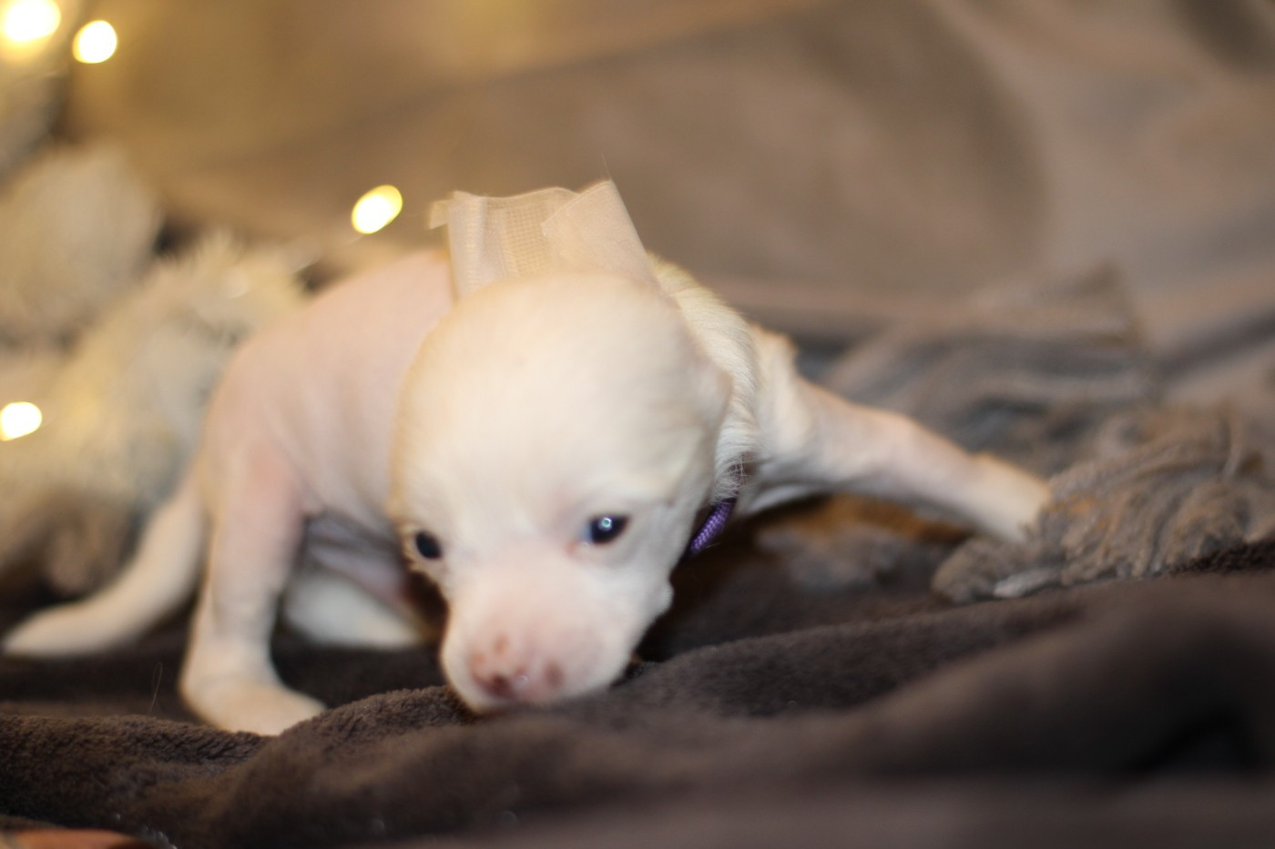 des Trésors des Petites Collines - Chiots disponibles - Chien chinois à crête