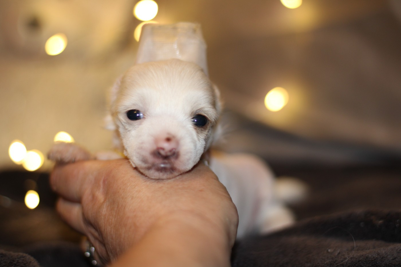 des Trésors des Petites Collines - Chiots disponibles - Chien chinois à crête