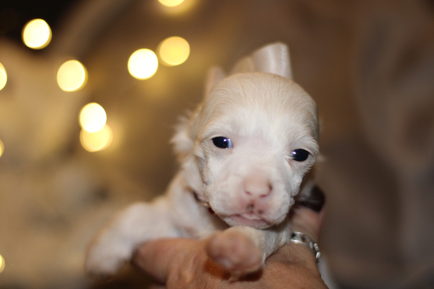 des Trésors des Petites Collines - Chiots disponibles - Chien chinois à crête