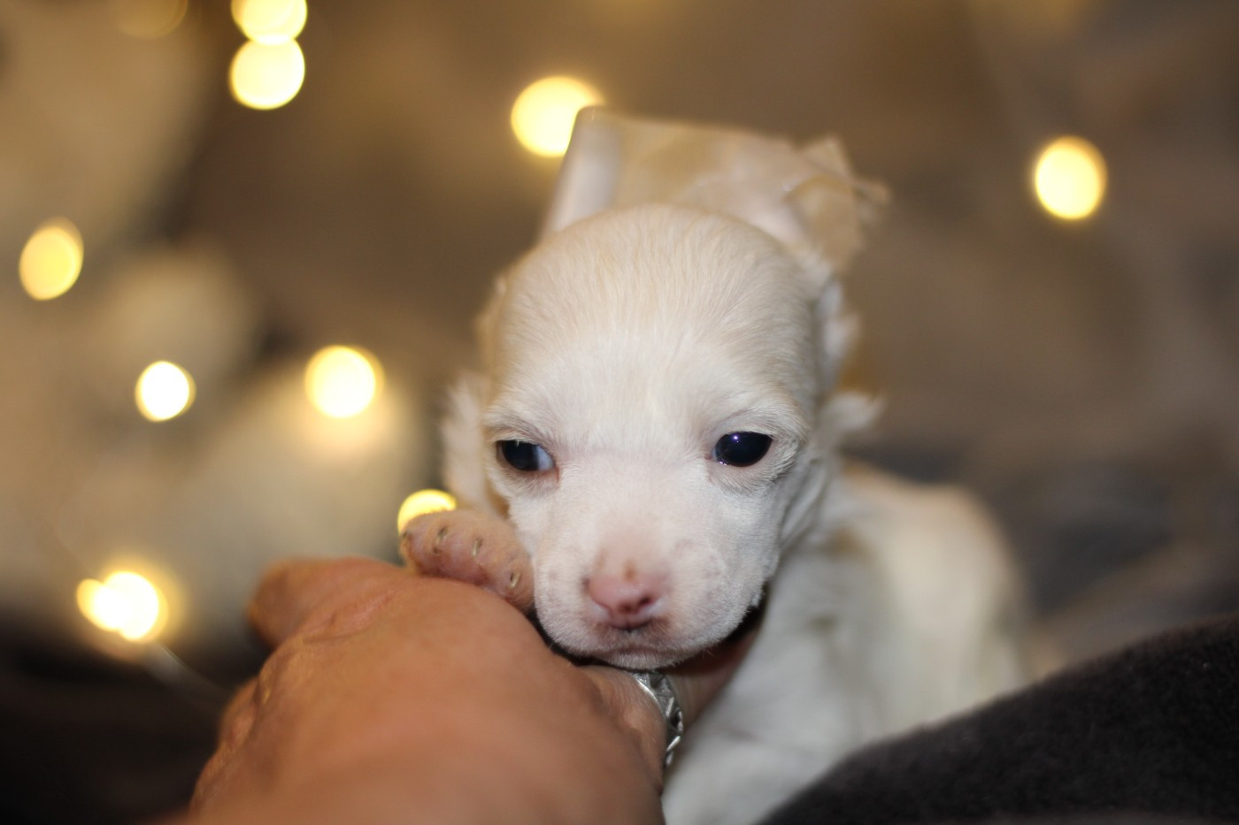 des Trésors des Petites Collines - Chiots disponibles - Chien chinois à crête