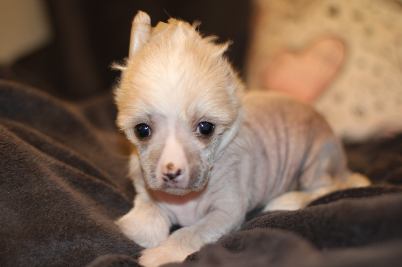 des Trésors des Petites Collines - Chiots disponibles - Chien chinois à crête