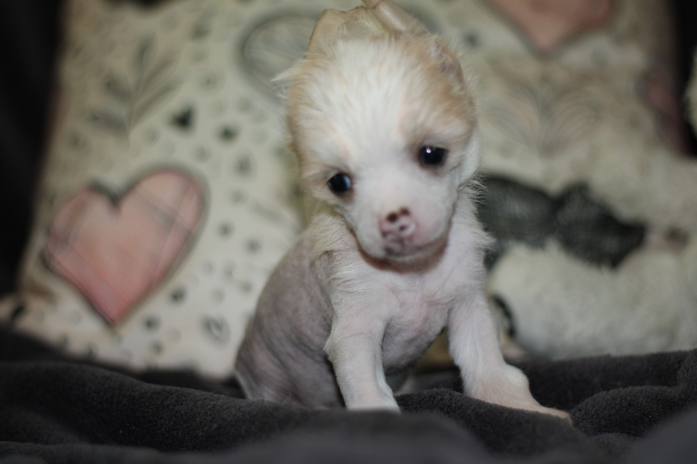 des Trésors des Petites Collines - Chiots disponibles - Chien chinois à crête