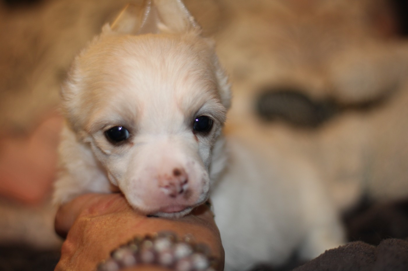 des Trésors des Petites Collines - Chiots disponibles - Chien chinois à crête