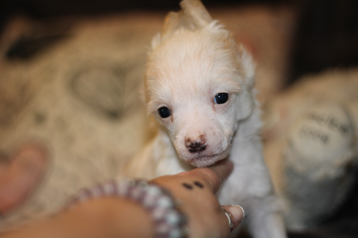 des Trésors des Petites Collines - Chiots disponibles - Chien chinois à crête