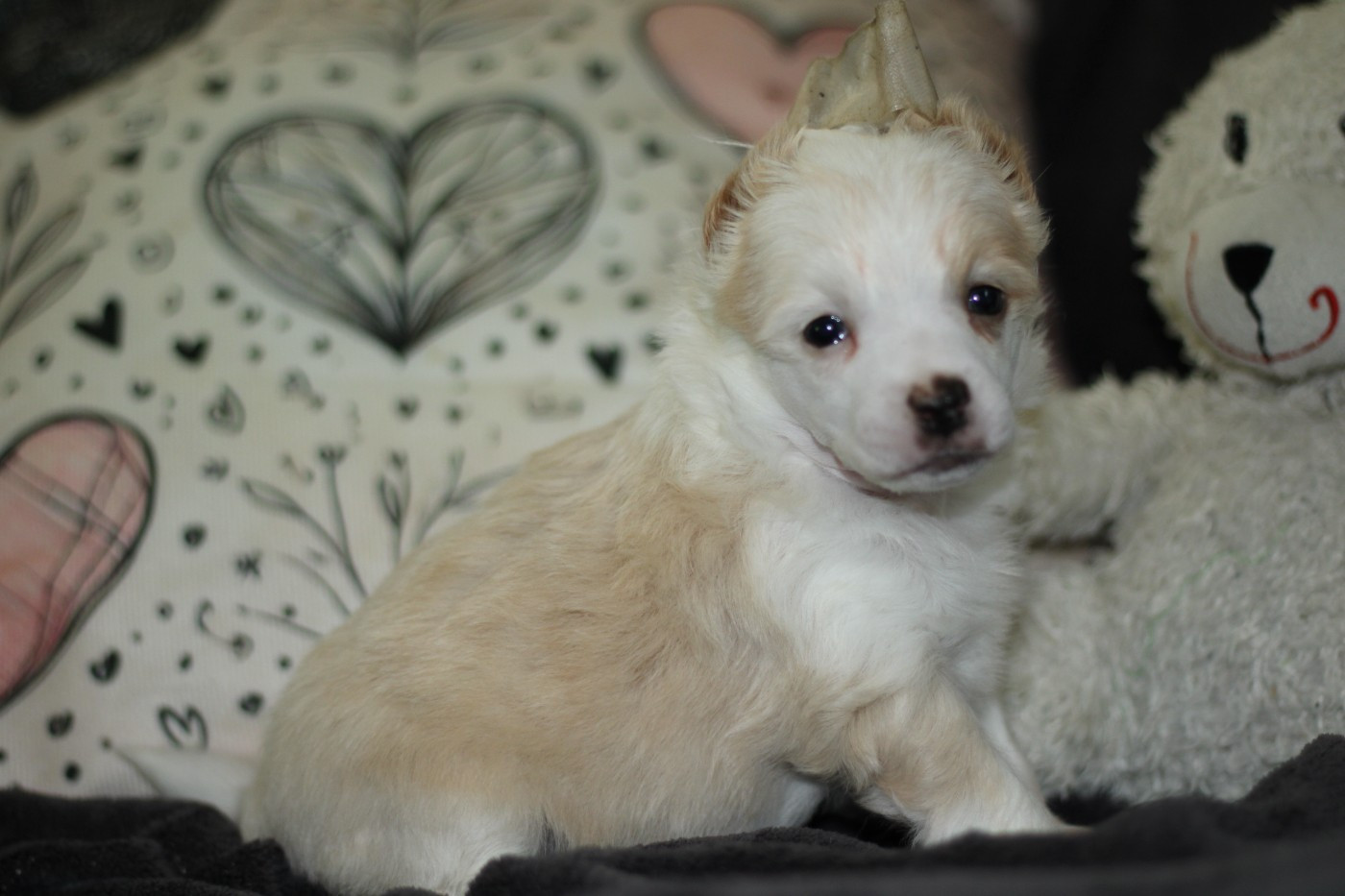 des Trésors des Petites Collines - Chiots disponibles - Chien chinois à crête