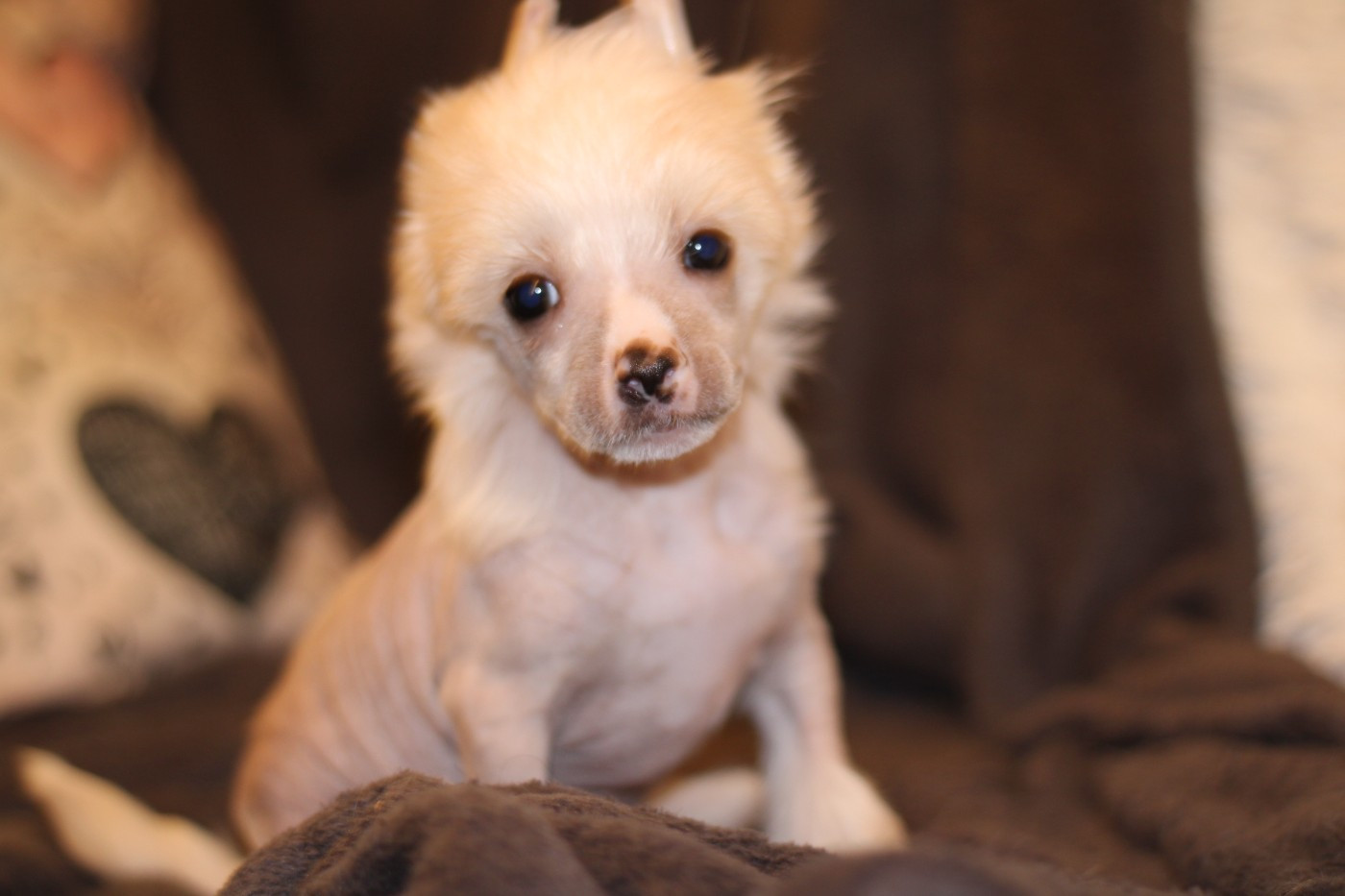 des Trésors des Petites Collines - Chiots disponibles - Chien chinois à crête