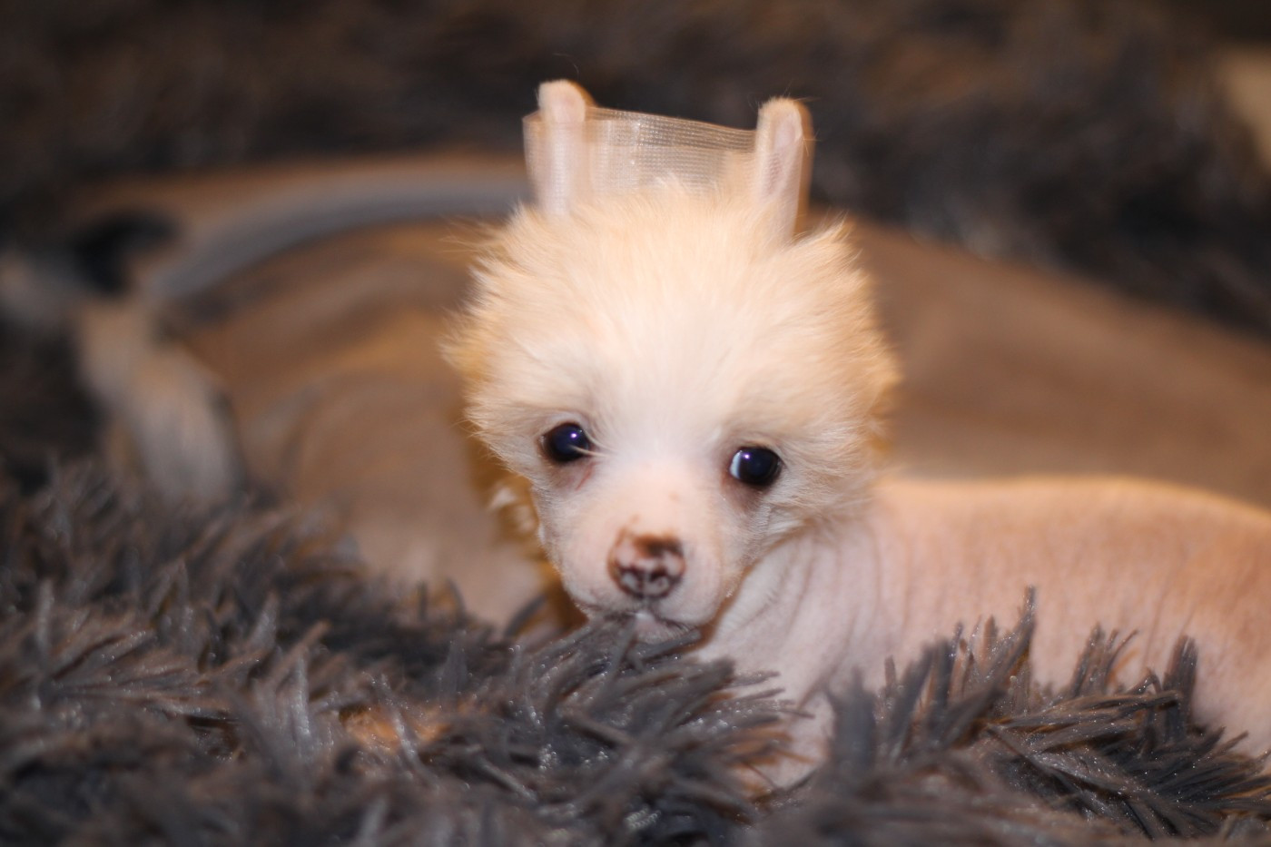 des Trésors des Petites Collines - Chiots disponibles - Chien chinois à crête