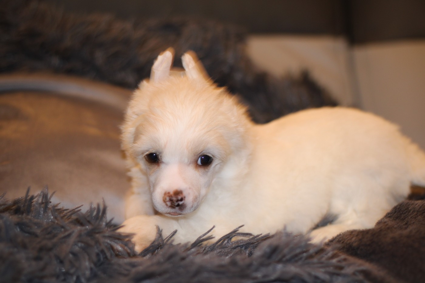 des Trésors des Petites Collines - Chiots disponibles - Chien chinois à crête