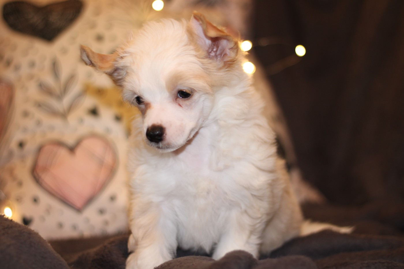 des Trésors des Petites Collines - Chiots disponibles - Chien chinois à crête