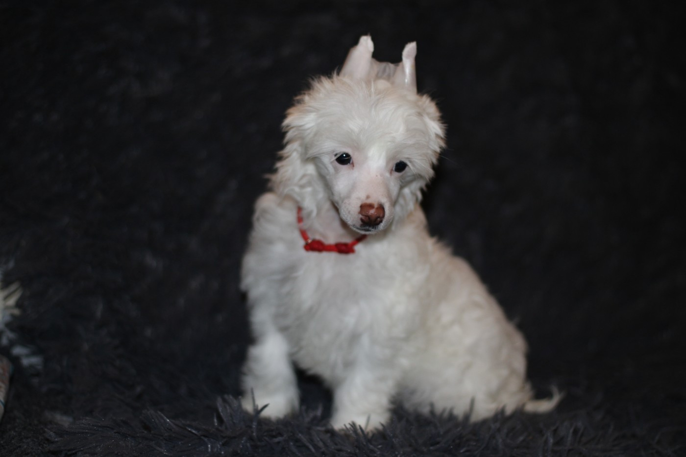 des Trésors des Petites Collines - Chiots disponibles - Chien chinois à crête