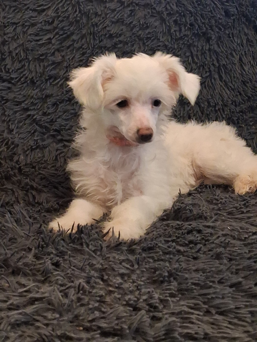 des Trésors des Petites Collines - Chiots disponibles - Chien chinois à crête