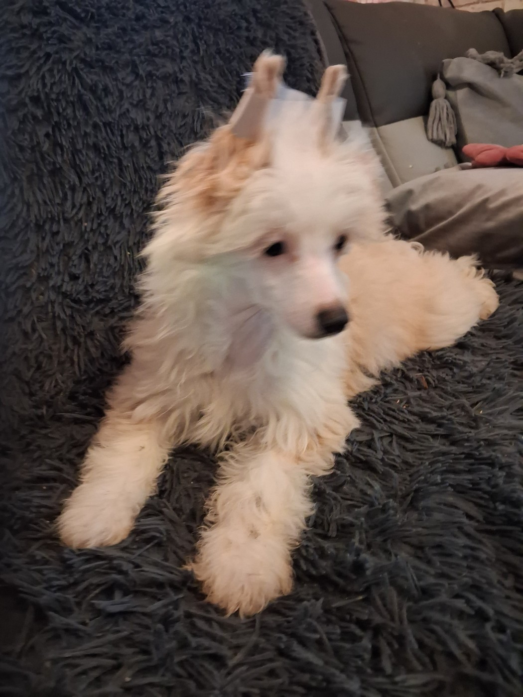 des Trésors des Petites Collines - Chiots disponibles - Chien chinois à crête