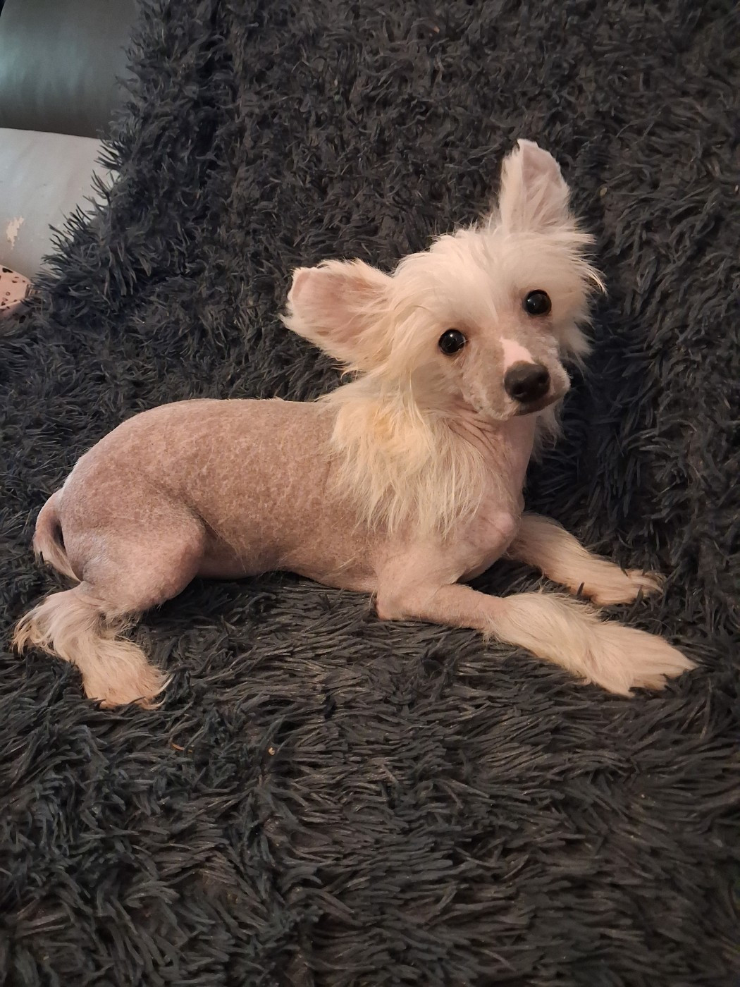 des Trésors des Petites Collines - Chiots disponibles - Chien chinois à crête