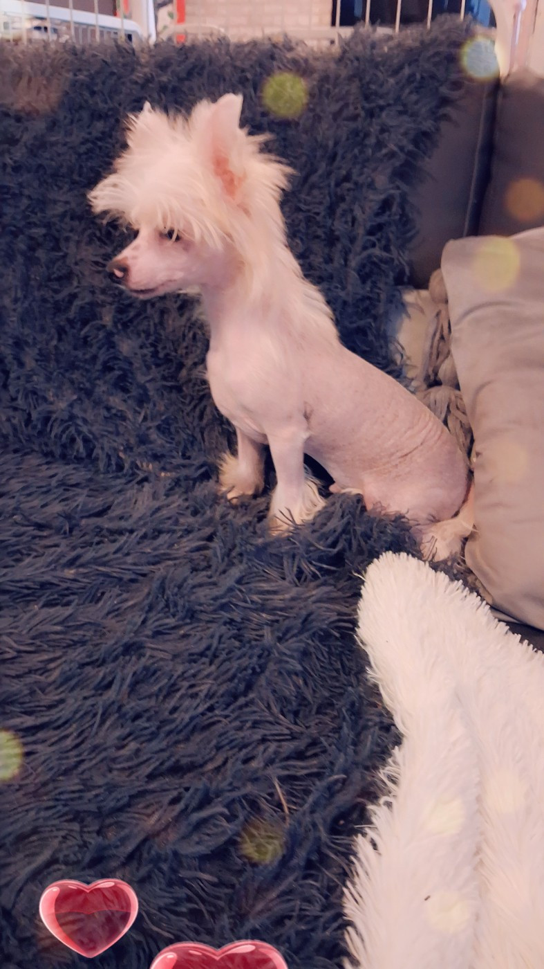 des Trésors des Petites Collines - Chiots disponibles - Chien chinois à crête