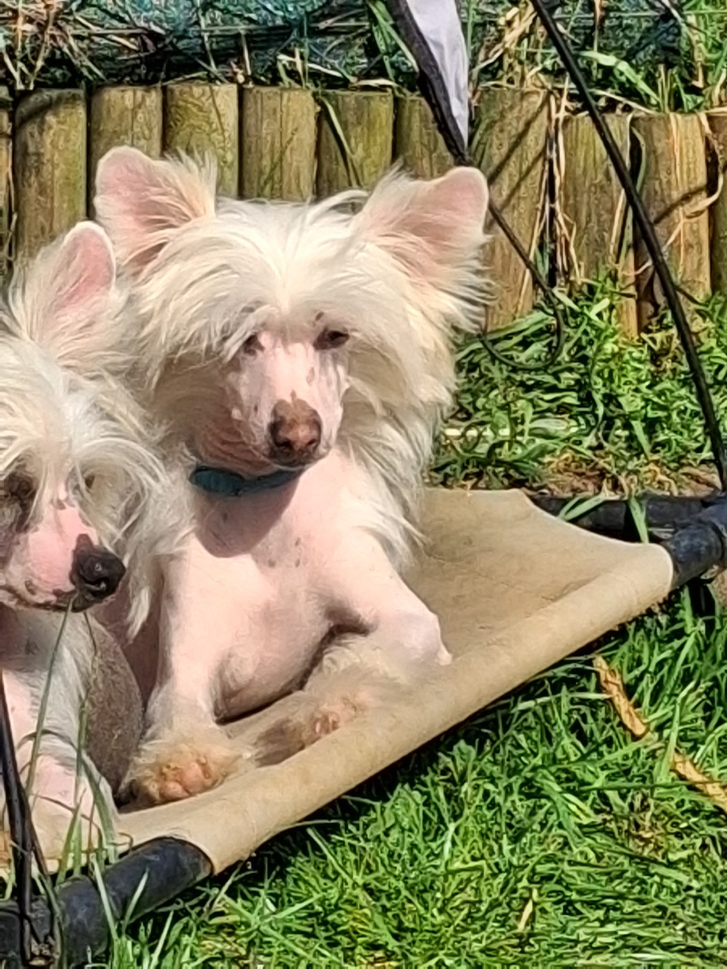 des Trésors des Petites Collines - Chiots disponibles - Chien chinois à crête