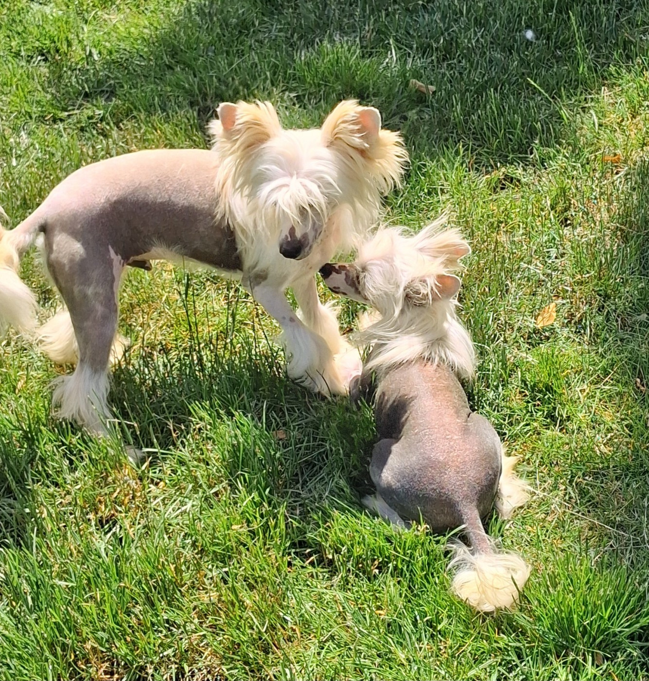 des Trésors des Petites Collines - Chiots disponibles - Chien chinois à crête